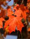 erable-a-sucre-acer-saccharum-3.jpg