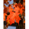 ACER saccharum