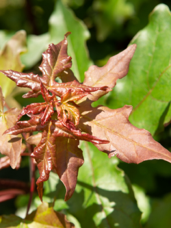 erable-hybride-annae-acer-zoeschense-annae.jpg