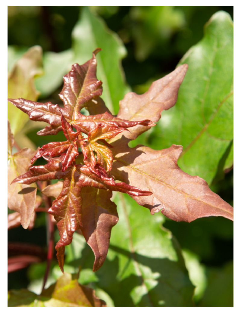 ACER zoeschense ANNAE (Érable zoeschense Annae)