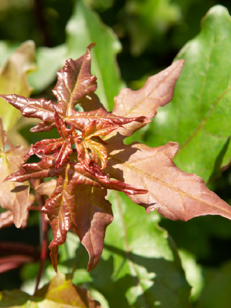 ACER zoeschense ANNAE