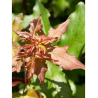 ACER zoeschense ANNAE