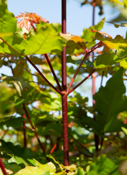 ACER zoeschense ANNAE