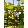 ACER zoeschense ANNAE
