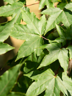 erable-hybride-annae-acer-zoeschense-annae-2.jpg