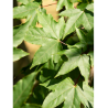 ACER zoeschense ANNAE
