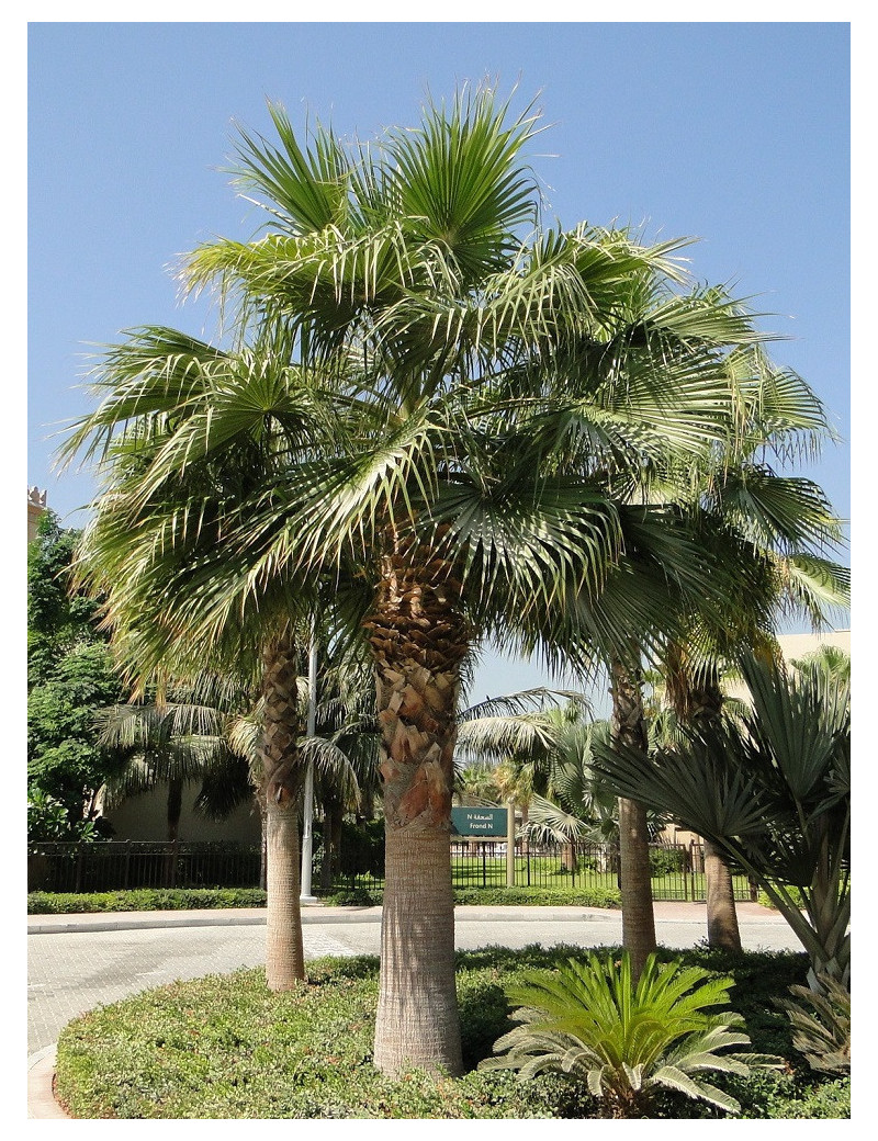 WASHINGTONIA robusta (Palmier du Mexique)