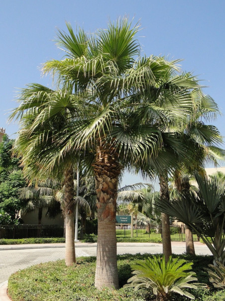 palmier-du-mexique-washingtonia-robuste-washingtonia-robusta.jpg
