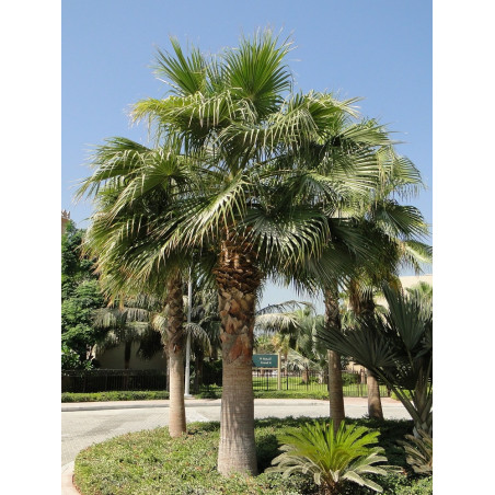 technique de protection hivernale palmier washingtonia robusta 
