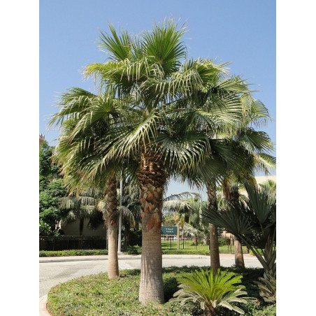 WASHINGTONIA robusta (Palmier du Mexique)