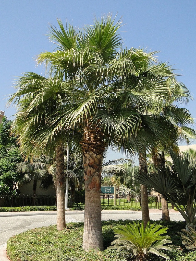 WASHINGTONIA robusta