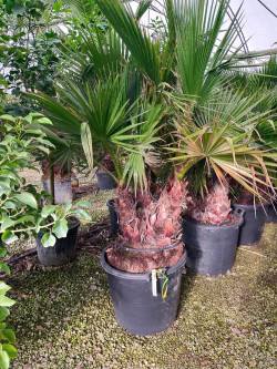 WASHINGTONIA robusta En pot forme cépée