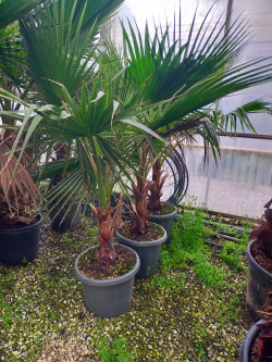 WASHINGTONIA robusta En pot hauteur du tronc 030-040 cm