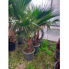 WASHINGTONIA ROBUSTA En pot hauteur du tronc 030-040 cm