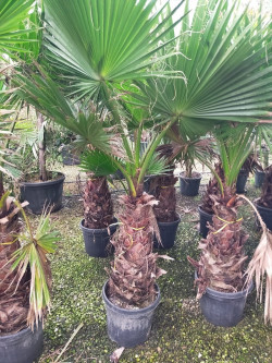 WASHINGTONIA robusta En pot hauteur du tronc 060-080 cm