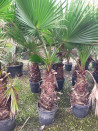 palmier-du-mexique-washingtonia-robuste-washingtonia-robusta-4.jpg