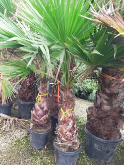 WASHINGTONIA robusta En pot hauteur du tronc 080-100 cm