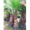 WASHINGTONIA ROBUSTA En pot hauteur du tronc 080-100 cm