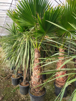 palmier-du-mexique-washingtonia-robuste-washingtonia-robusta-6.jpg