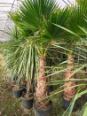 palmier-du-mexique-washingtonia-robuste-washingtonia-robusta-6.jpg