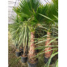 WASHINGTONIA ROBUSTA En pot hauteur du tronc 100-120 cm