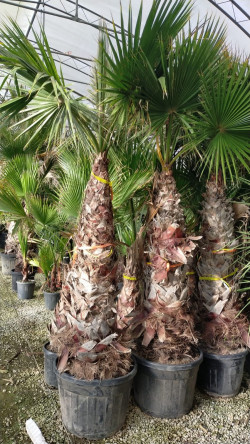 WASHINGTONIA robusta En pot hauteur du tronc 160-180 cm