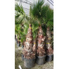 WASHINGTONIA ROBUSTA En pot hauteur du tronc 160-180 cm