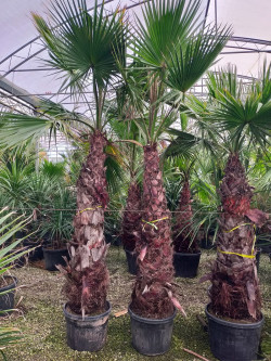 palmier-du-mexique-washingtonia-robuste-washingtonia-robusta-8.jpg