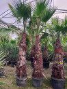 palmier-du-mexique-washingtonia-robuste-washingtonia-robusta-8.jpg