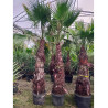 WASHINGTONIA ROBUSTA En pot hauteur du tronc 180-200 cm