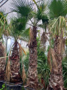 palmier-du-mexique-washingtonia-robuste-washingtonia-robusta-9.jpg