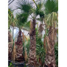 WASHINGTONIA ROBUSTA En pot hauteur du tronc 220-240 cm