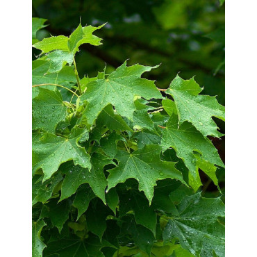 ACER platanoides (Érable plane)