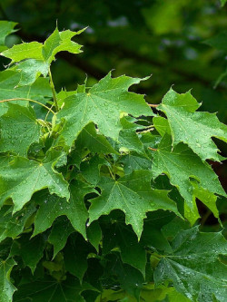 ACER platanoides