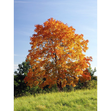 ACER platanoides (Érable plane)