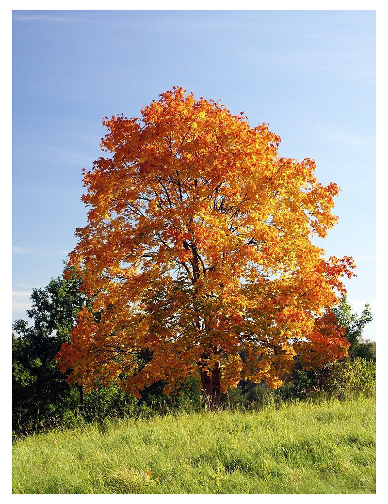 ACER platanoides (Érable plane)