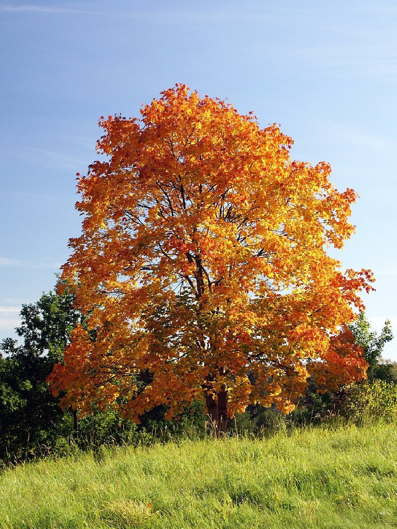 erable-plane-acer-platanoides.jpg