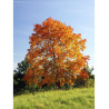 ACER platanoides