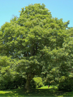 erable-plane-acer-platanoides-1.jpg