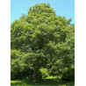 ACER platanoides