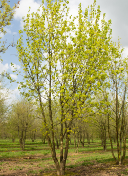 ACER platanoides