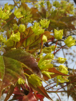 erable-plane-acer-platanoides-4.jpg