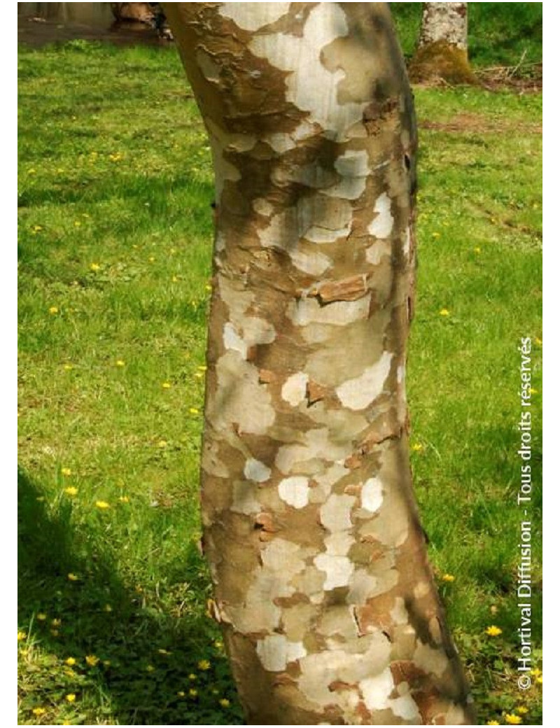 PLATANUS acerifolia (Platane à feuilles d'érable)