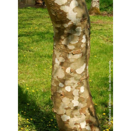 PLATANUS acerifolia (Platane à feuilles d'érable)