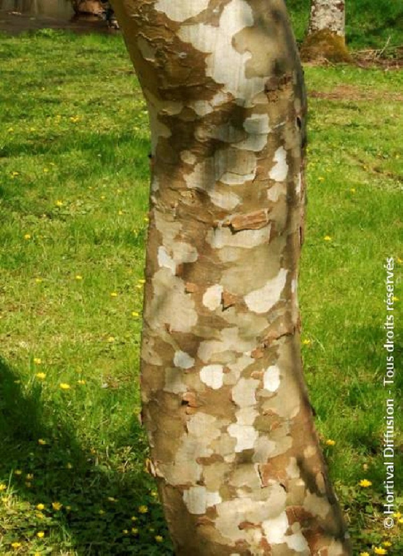 PLATANUS acerifolia