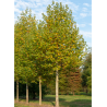 PLATANUS acerifolia (Platane à feuilles d'érable)