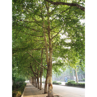 PLATANUS acerifolia (Platane à feuilles d'érable)