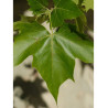 PLATANUS acerifolia (Platane à feuilles d'érable)