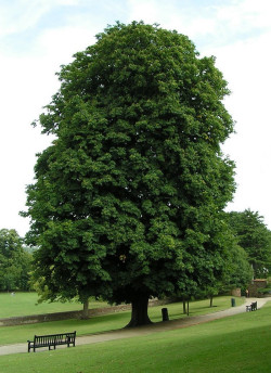 marronnier-dinde-aesculus-hippocastanum-5.jpg