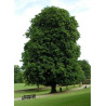 AESCULUS hippocastanum